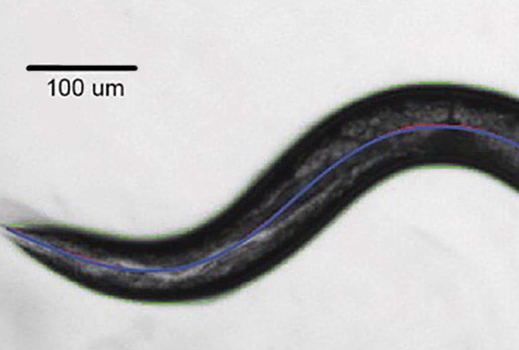 A highly magnified nematode worm is shown in black and white overlaid by a blue line that traces its posture
